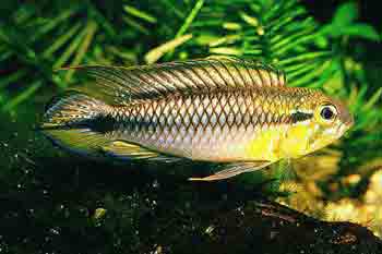 Apistogramma gephyra